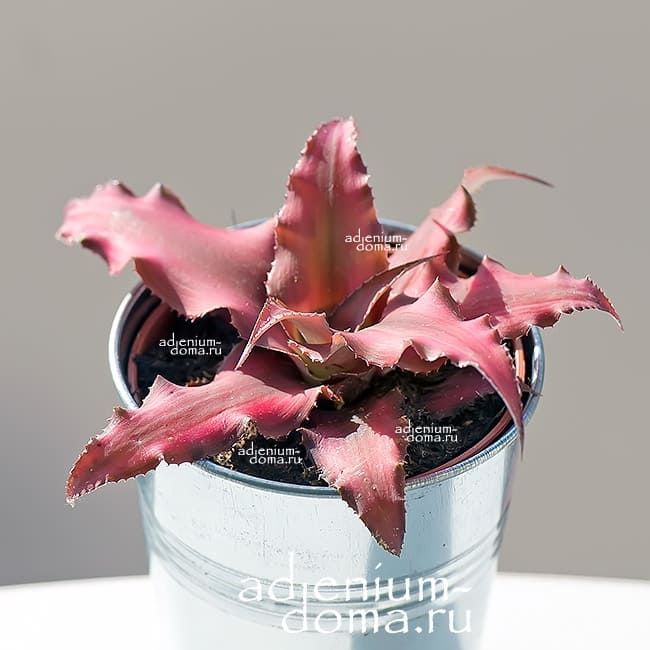Растение Cryptanthus BIVITTATUS RED STAR Криптантус двуполосый Ред Стар Красная звезда 1