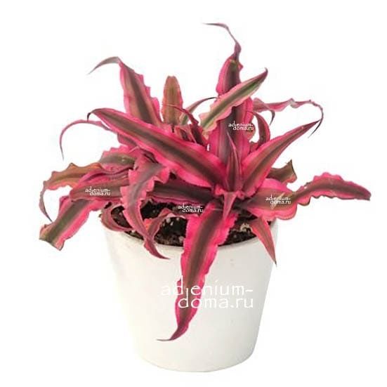 Растение Cryptanthus BIVITTATUS RED STAR Криптантус двуполосый Ред Стар Красная звезда 2