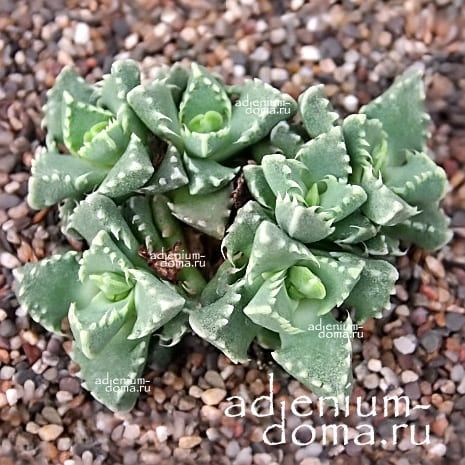 Faucaria SUBINTEGRA Фаукария субинтегра 2