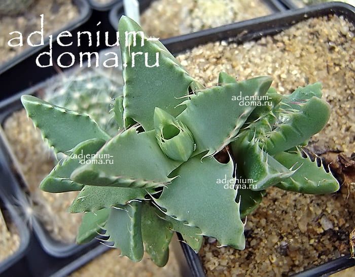 Faucaria SUBINTEGRA Фаукария субинтегра 3