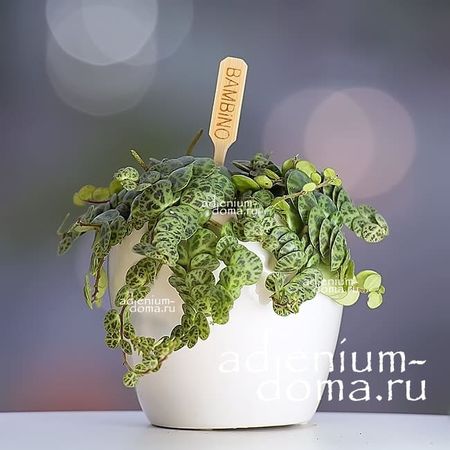 Растение ⌀ 6 Peperomia PROSTRATA (Пеперомия)