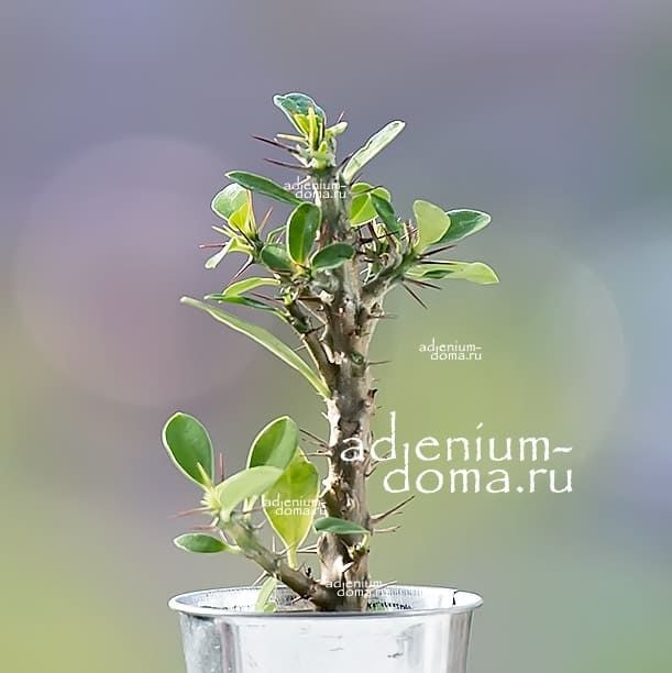 Растение Euphorbia MILII Молочай Миля 1