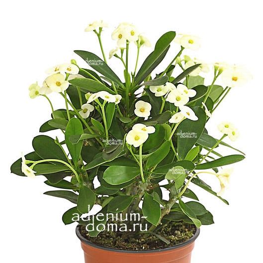 Растение Euphorbia MILII Молочай Миля 2