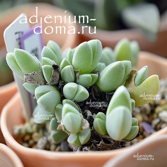 Antimima DUALIS Антимима двойственная 1