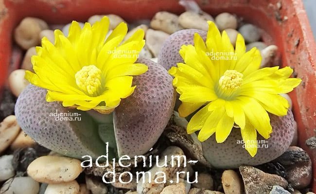 Pleiospilos HILMARI Плейоспилос Хилмари 3