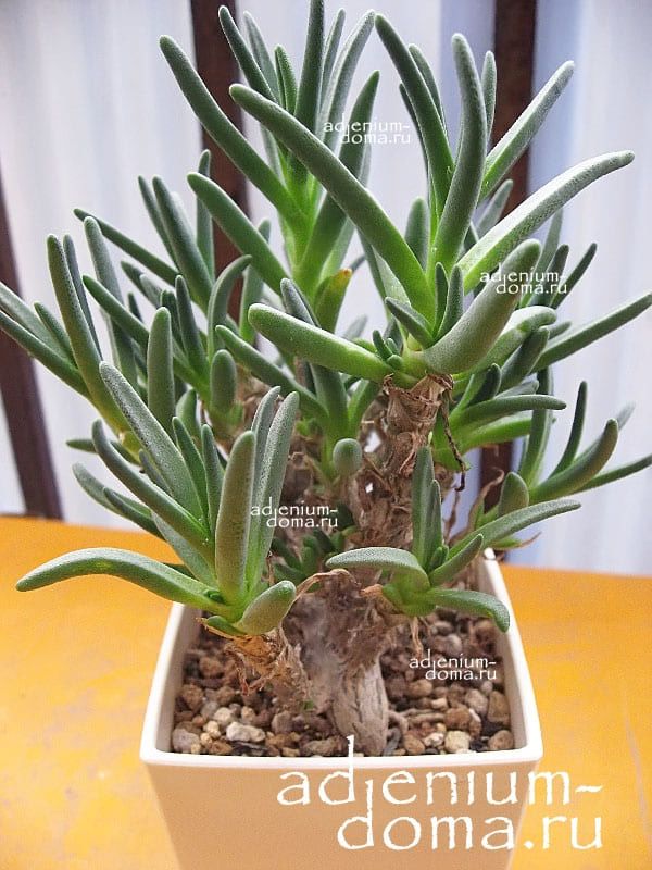 Phyllobolus PRASINUS Филлоболюс изумрудный 3