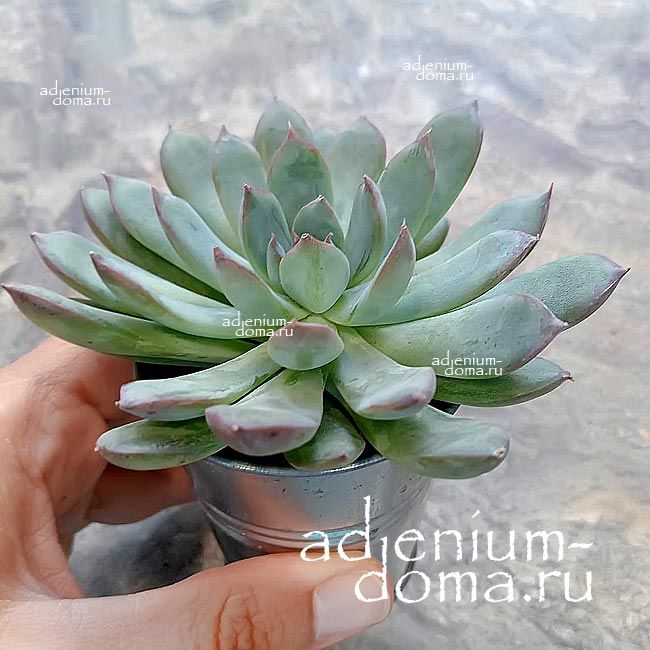 Растение Echeveria MIX - Эхеверия Микс 2