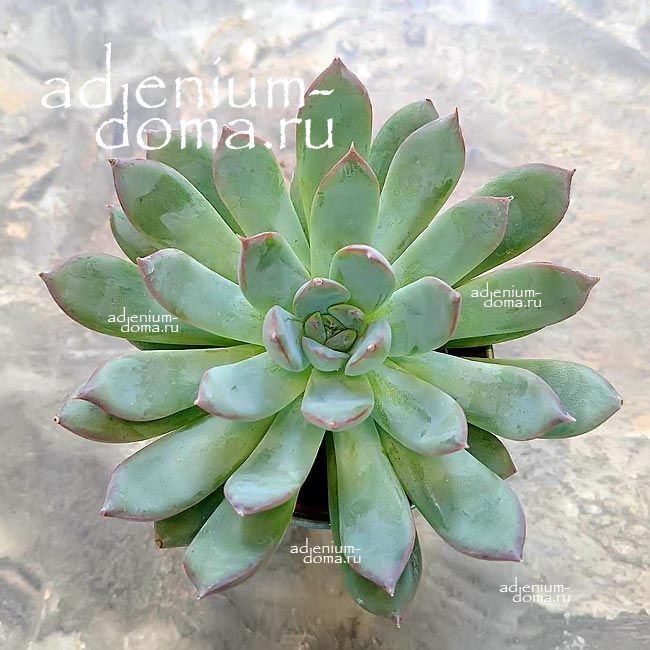 Растение Echeveria MIX - Эхеверия Микс 1