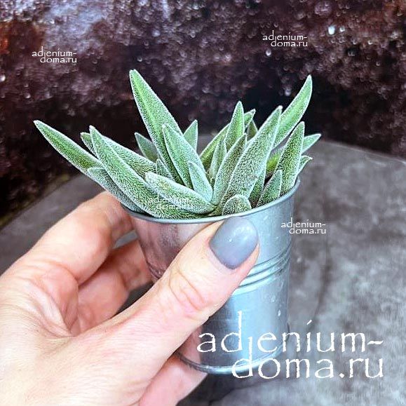 Растение Crassula 'SILVER SPARK' Толстянка Крассула Сильвер Спарк 3