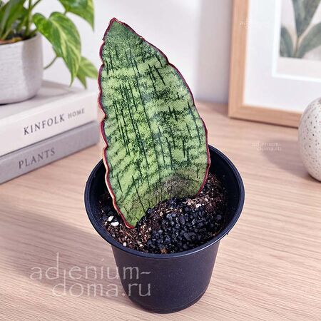 Растение Sansevieria STAR 'GREEN GRANITE' (Сансевьера, Сансевиерия)