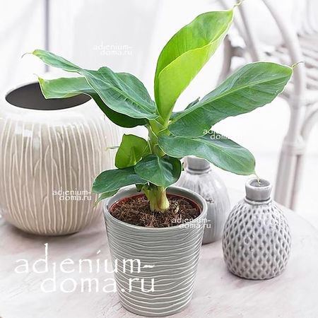 Егіз әпкемен секс видео