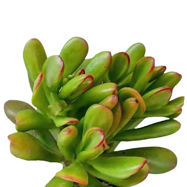 Растение Crassula OVATA HOBBIT Толстянка яйцевидная Хоббит Толстянка овальная 3