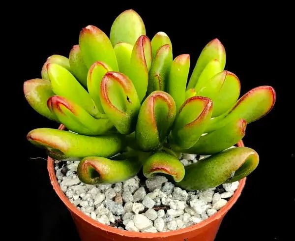 Растение Crassula OVATA HOBBIT Толстянка яйцевидная Хоббит Толстянка овальная 1