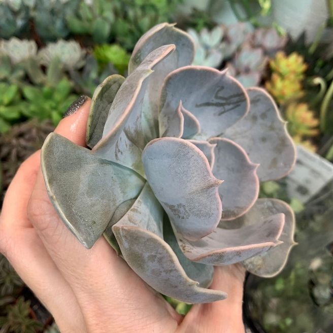 Растение Echeveria RUNYONII Эхеверия Руньона 3