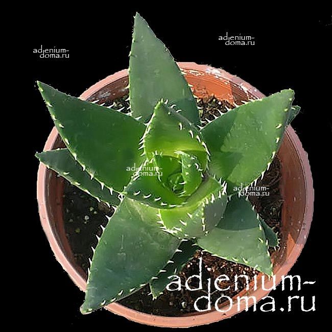 Растение Aloe DISTANS Алоэ расставленное Алоэ дистанс 1