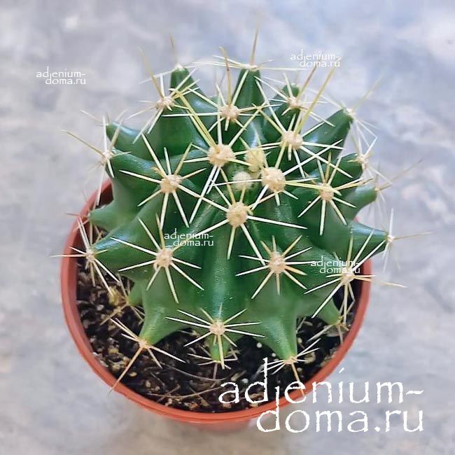 Растение Ferocactus EMORYI Ферокактус эмори 1