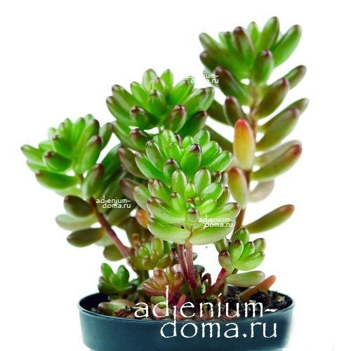 Растение Sedum RUBROTINCTUM III Седум рубротинктум Очиток красноокрашенный красноточковый 3