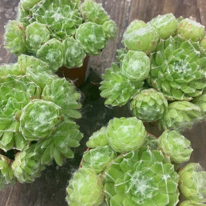 Растение Sempervivum ARACHNOIDEUM Молодило паутинистое 3