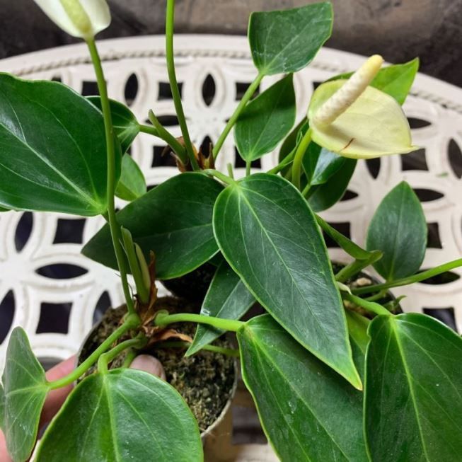 Растение Anthurium BABY WHITE Антуриум бейби вайт 2