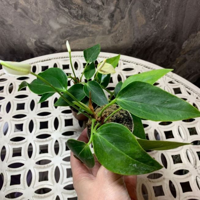Растение Anthurium BABY WHITE Антуриум бейби вайт 3