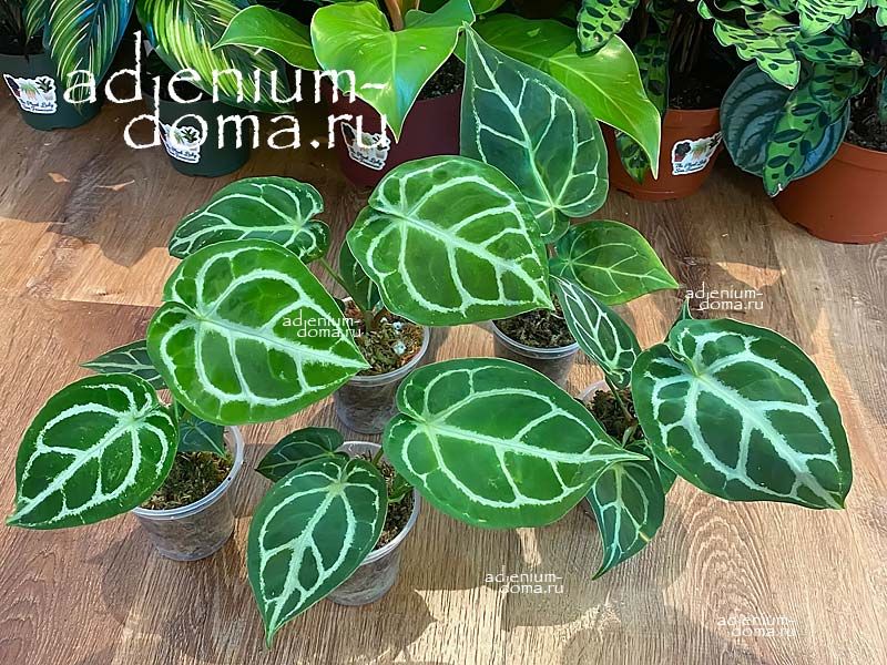 Растение Anthurium CRYSTALLINUM DORAYAKI Антуриум кристальный Дораяки 3