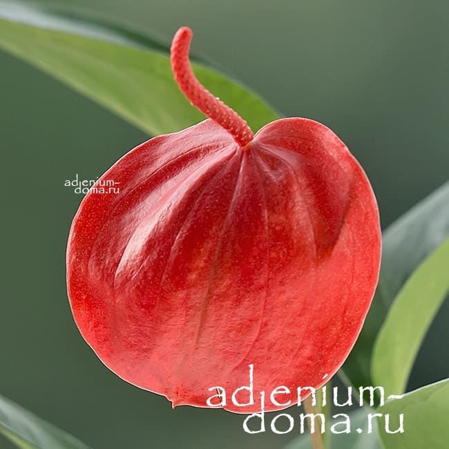 Растение Anthurium SCHERZERIANUM Антуриум Шерцера красный Шерцерианум 2