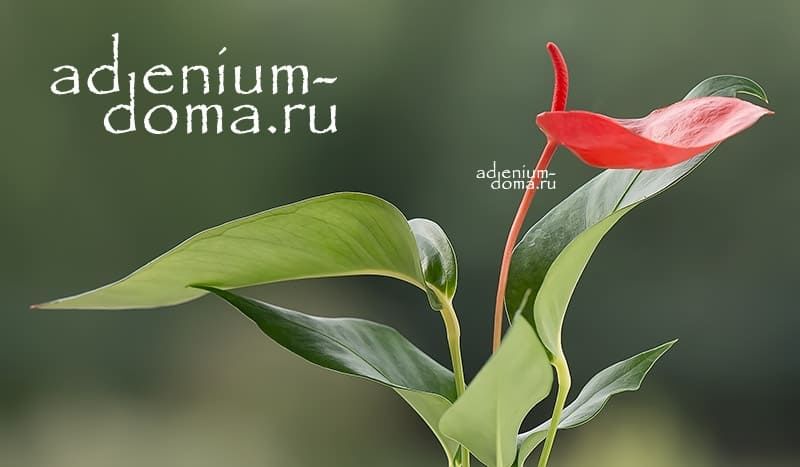 Растение Anthurium SCHERZERIANUM Антуриум Шерцера красный Шерцерианум 3