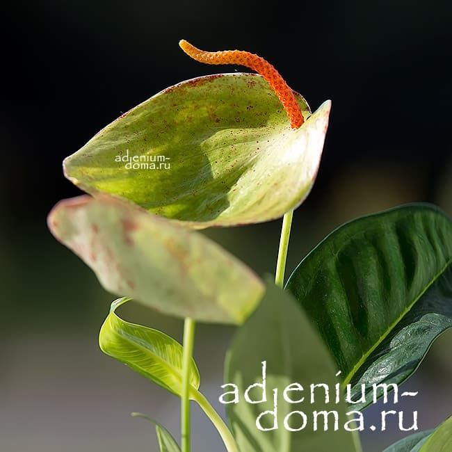 Растение Anthurium SCHERZERIANUM Антуриум Шерцера зеленый Шерцерианум 2