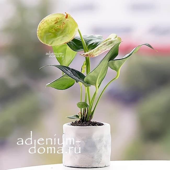 Растение Anthurium SCHERZERIANUM Антуриум Шерцера зеленый Шерцерианум 3