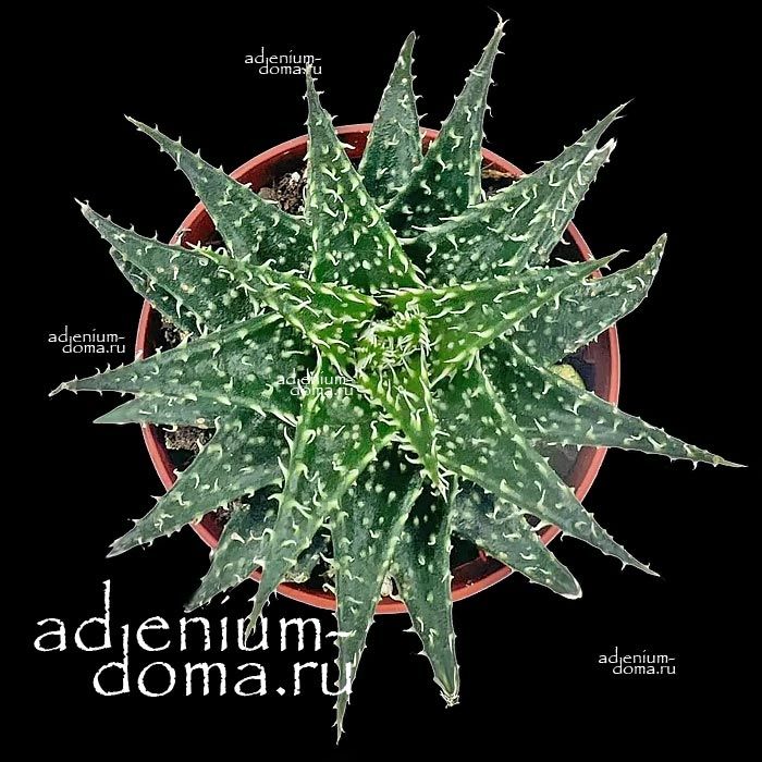 Растение Aloe PEPE Алоэ Пепе 1