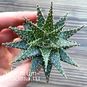 Растение ⌀ 5 Aloe PEPE (Алоэ) 4