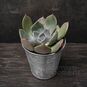 Растение ⌀ 5 Echeveria MIX I (Эхеверия, Эчеверия) 4