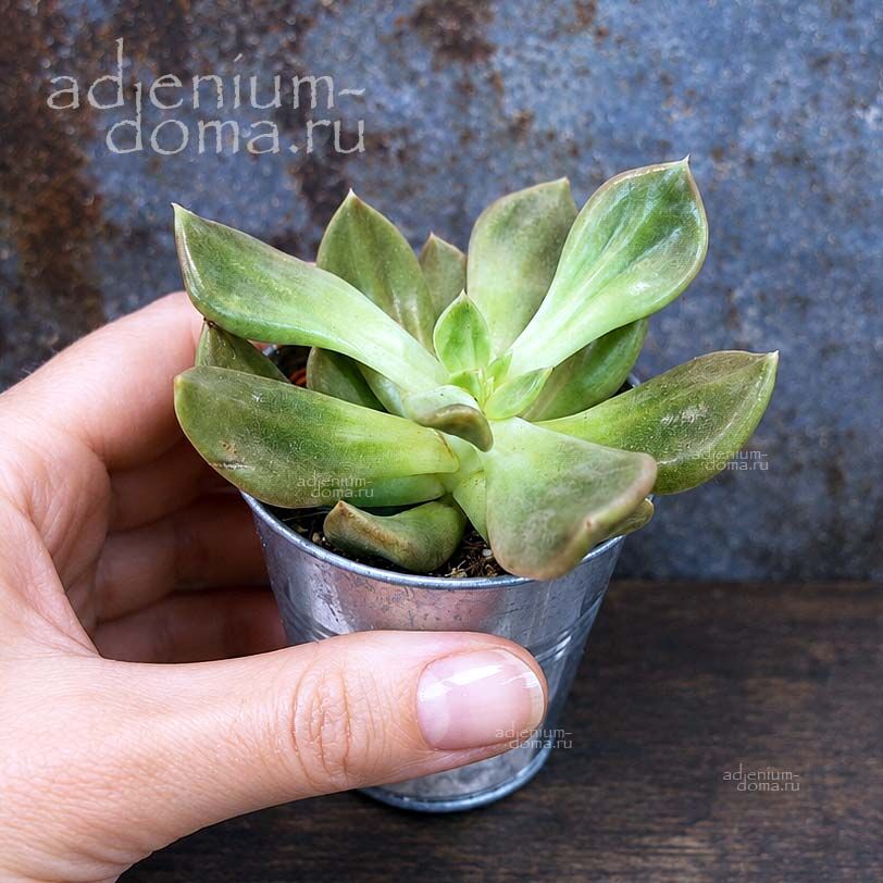 Растение Echeveria MIX Эхеверия Микс Эчеверия 3