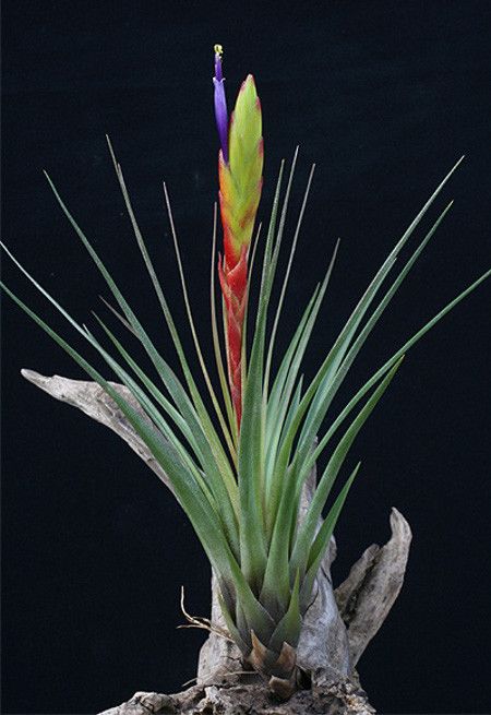 Растение Tillandsia MELANOCRATER Тилландсия Меланократер 3