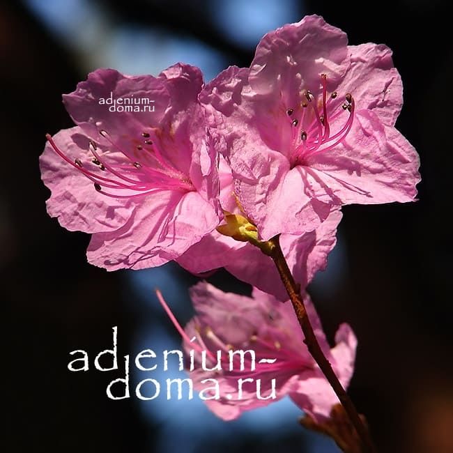Rhododendron DAURICUM Рододендрон даурский багульник 2