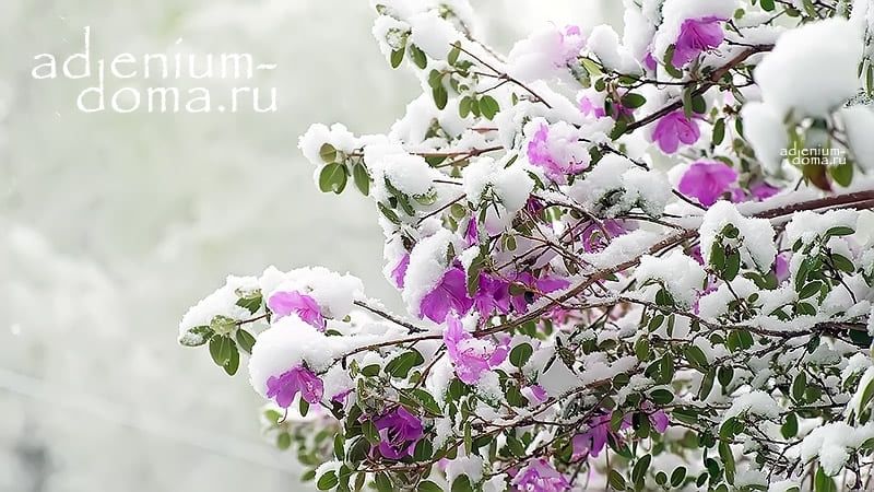 Rhododendron DAURICUM Рододендрон даурский багульник 4