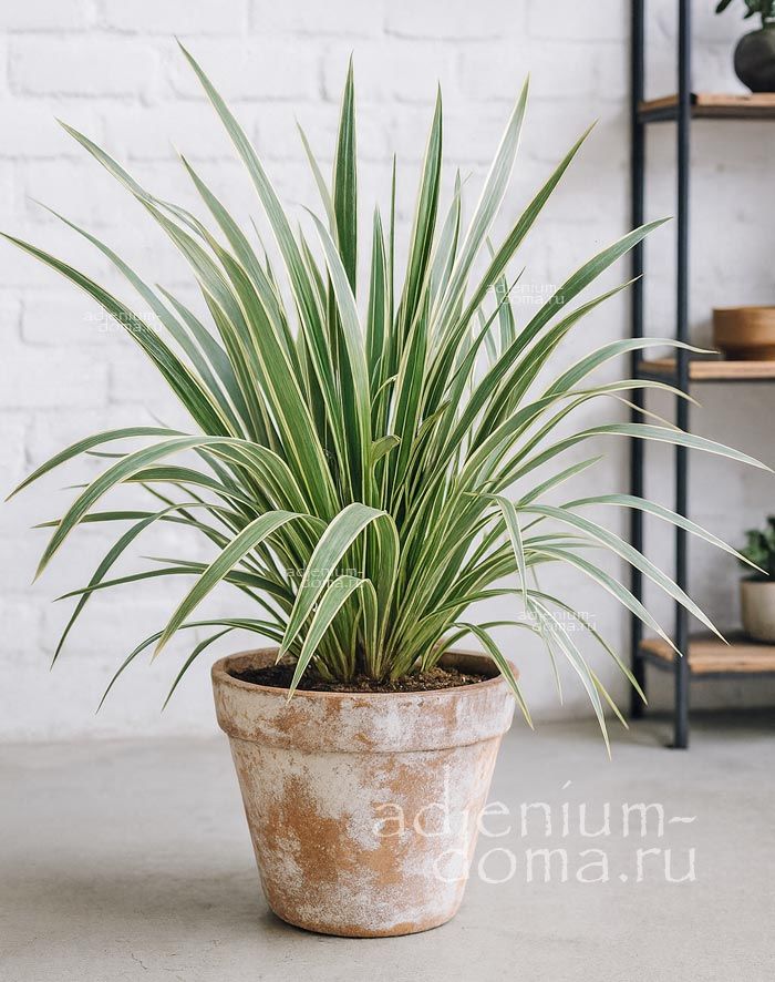 Phormium TENAX VARIEGATUM Формиум прочный вариегатный Новозеландский лен 1