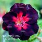 Adenium Obesum Double Flower MIGHTY NIGHT 4