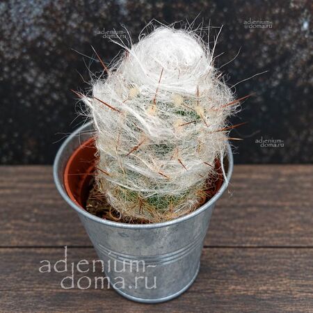 Растение ⌀ 5 Oreocereus CELSIANUS (Ореоцереус)