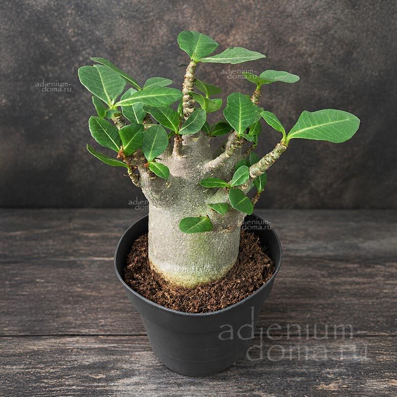 Adenium ARABICUM MIX Адениум арабский 1