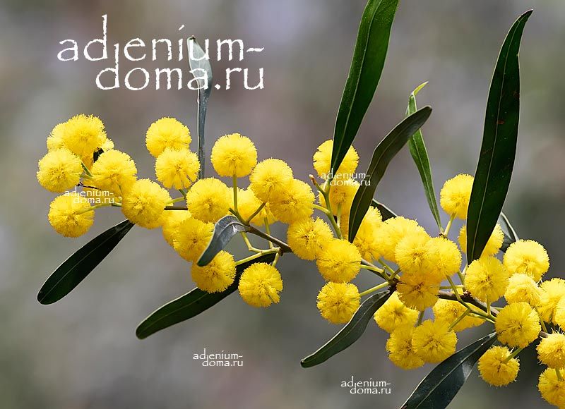 Acacia SALIGNA CYANOPHYLLA Акация ивовая Салигна голуболистная 3