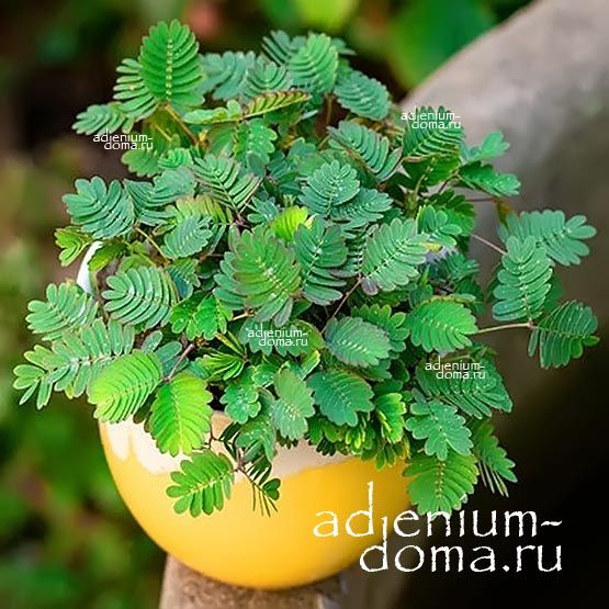 Mimosa PUDICA Мимоза стыдливая 2