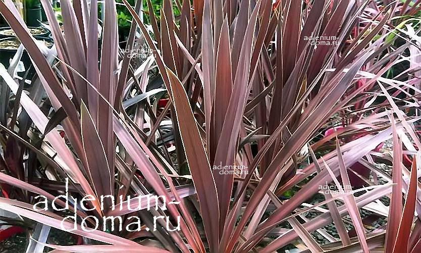 Cordyline AUSTRALIS PURPUREA Кордилина южная пурпурная австралийская Пурпурея 2