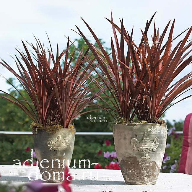 Cordyline AUSTRALIS PURPUREA Кордилина южная пурпурная австралийская Пурпурея 3
