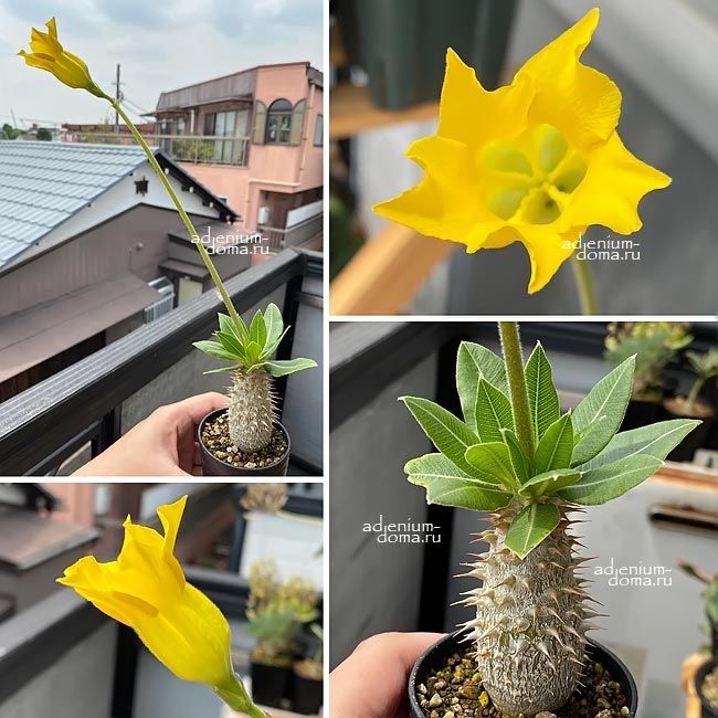 Pachypodium HOROMBENSE Пахиподиум Хоромбензе 3