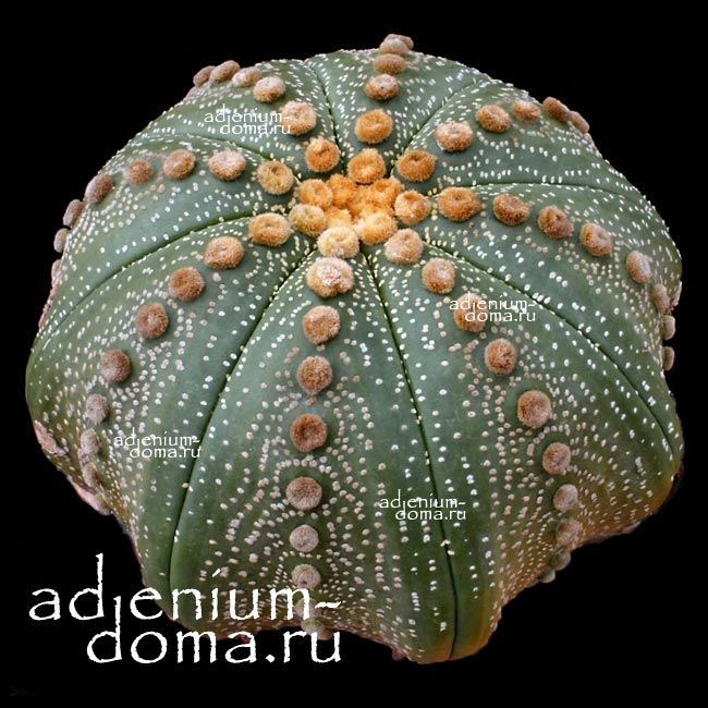 Astrophytum ASTERIAS LINARES Астрофитум звездчатый Линареса 2