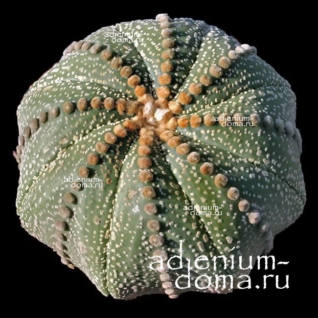 Astrophytum ASTERIAS LINARES Астрофитум звездчатый Линареса 3