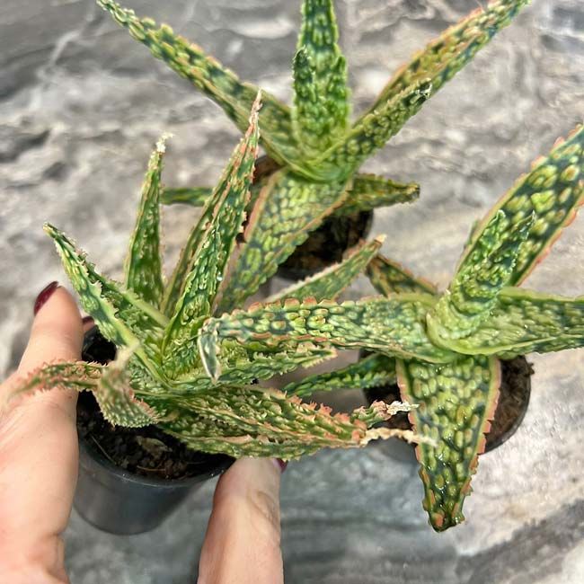 Растение Aloe VITRO Алоэ Витро 2