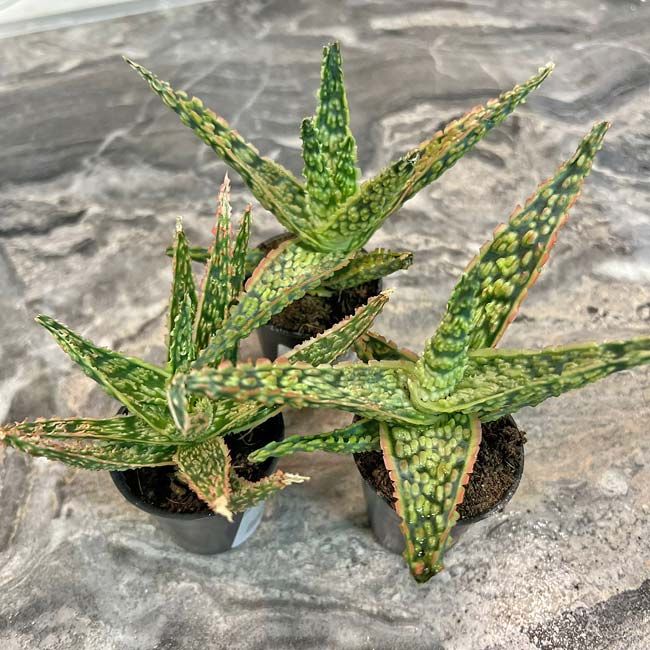 Растение Aloe VITRO Алоэ Витро 3