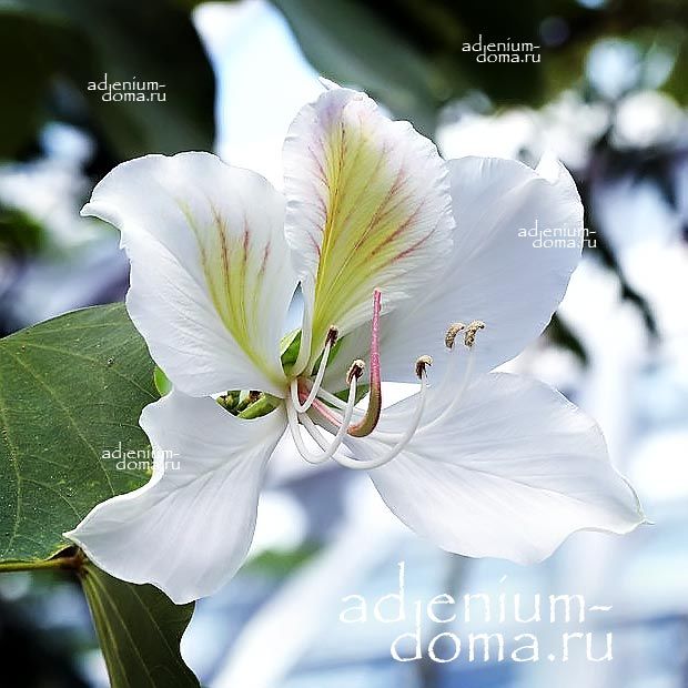 Bauhinia ALBA Баугиния белая Orchid Tree Орхидейное дерево Баухиния 1
